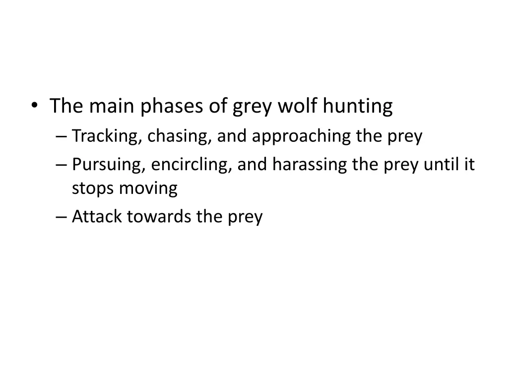 the main phases of grey wolf hunting tracking