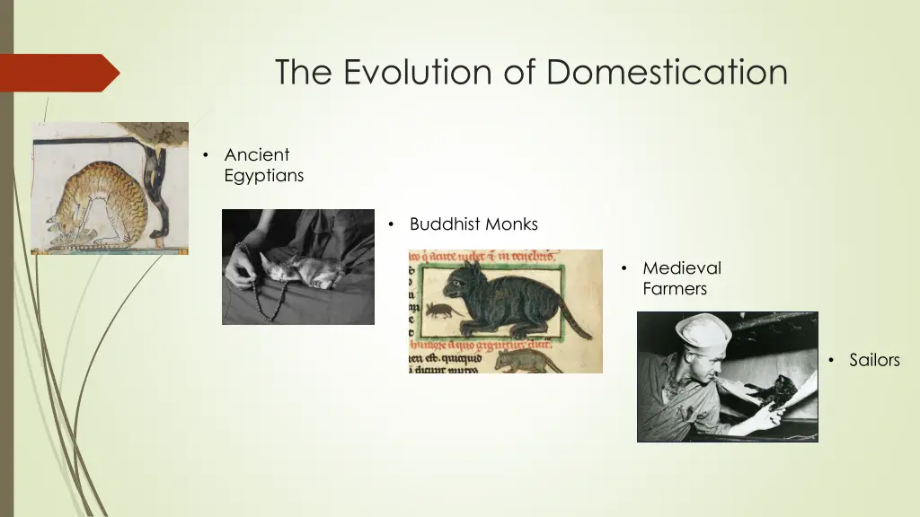 the evolution of domestication