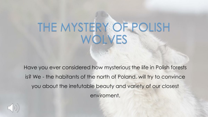 the mystery of polish wolves