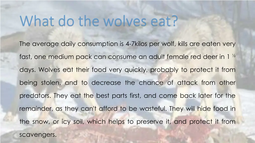 what do the wolves eat