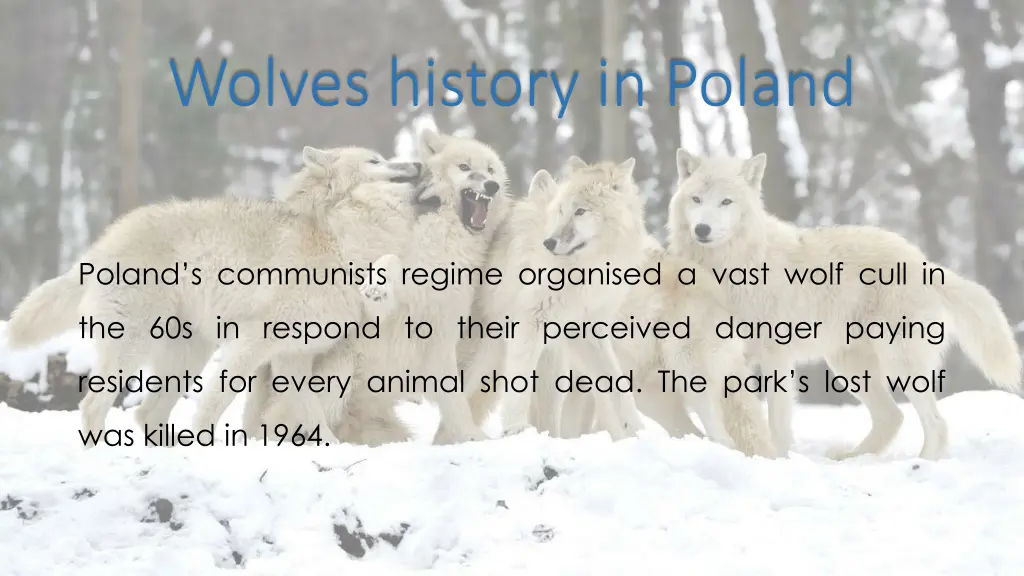 wolves history in poland