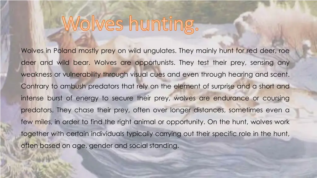 wolves wolves hunting