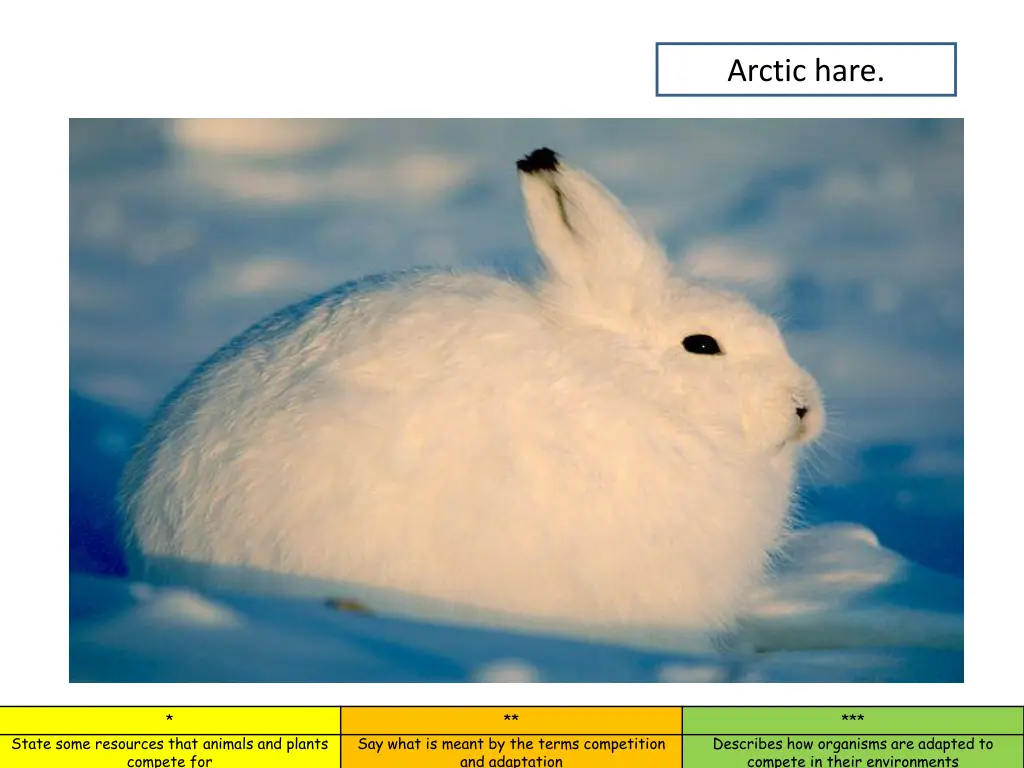 arctic hare