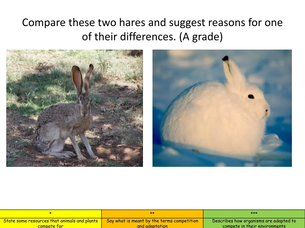 compare these two hares and suggest reasons