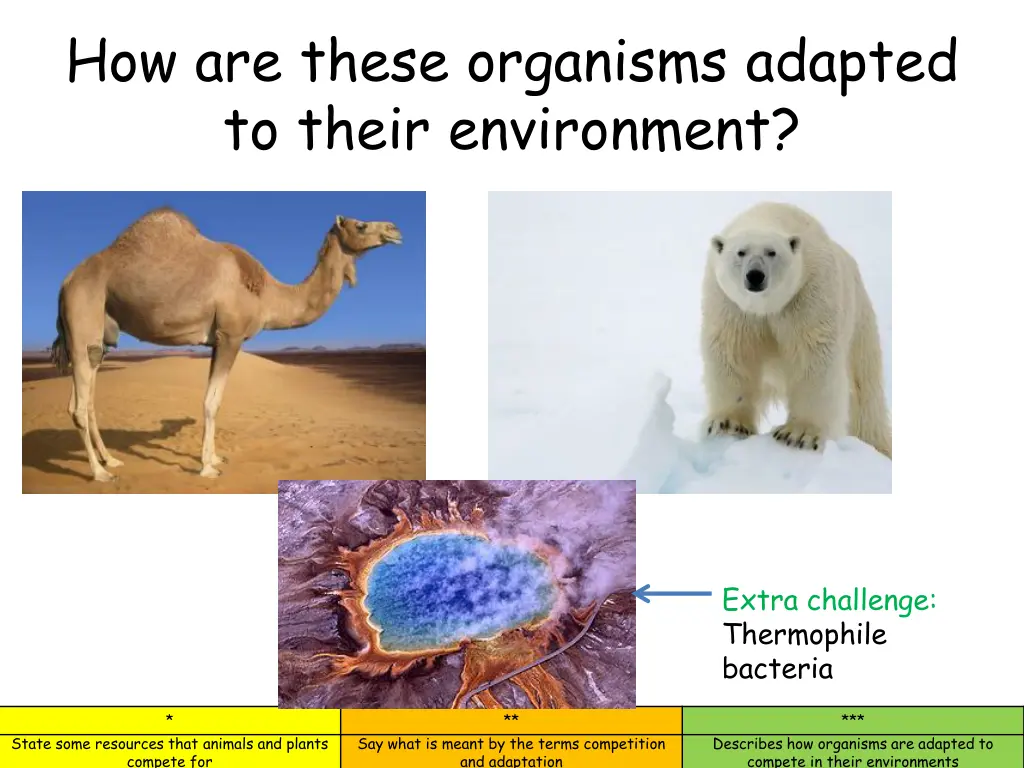 how are these organisms adapted to their