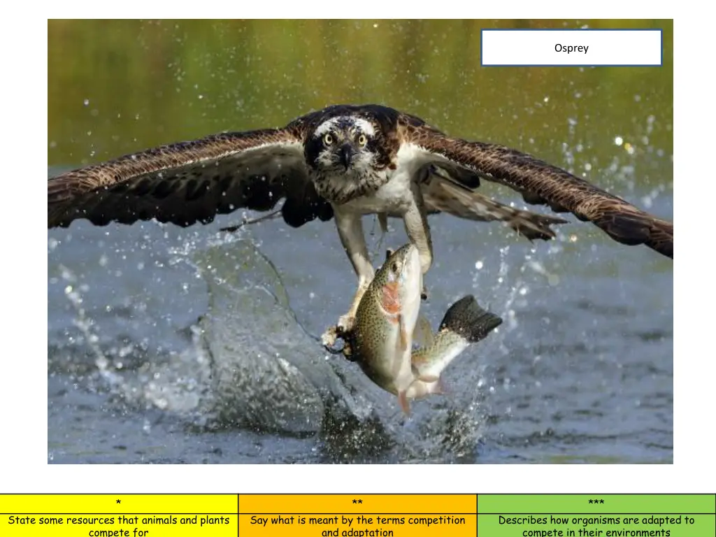 http fineartgermany com images medium osprey