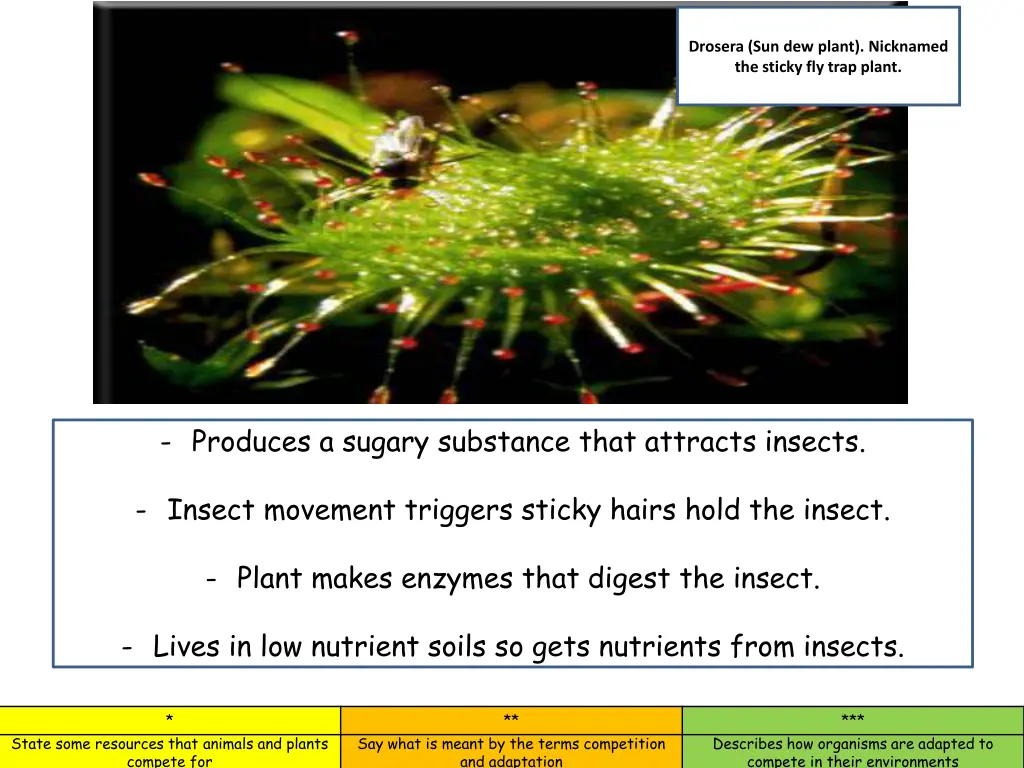 http www botany org carnivorous plants images 1