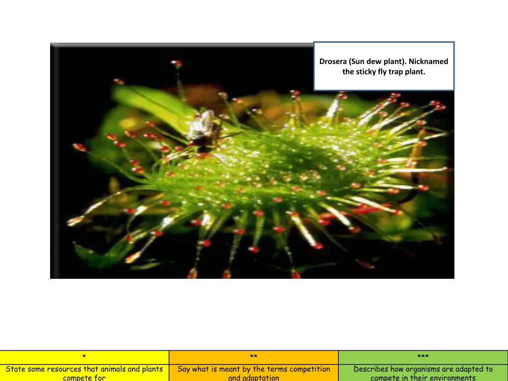 http www botany org carnivorous plants images