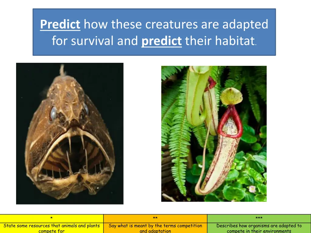 predict how these creatures are adapted