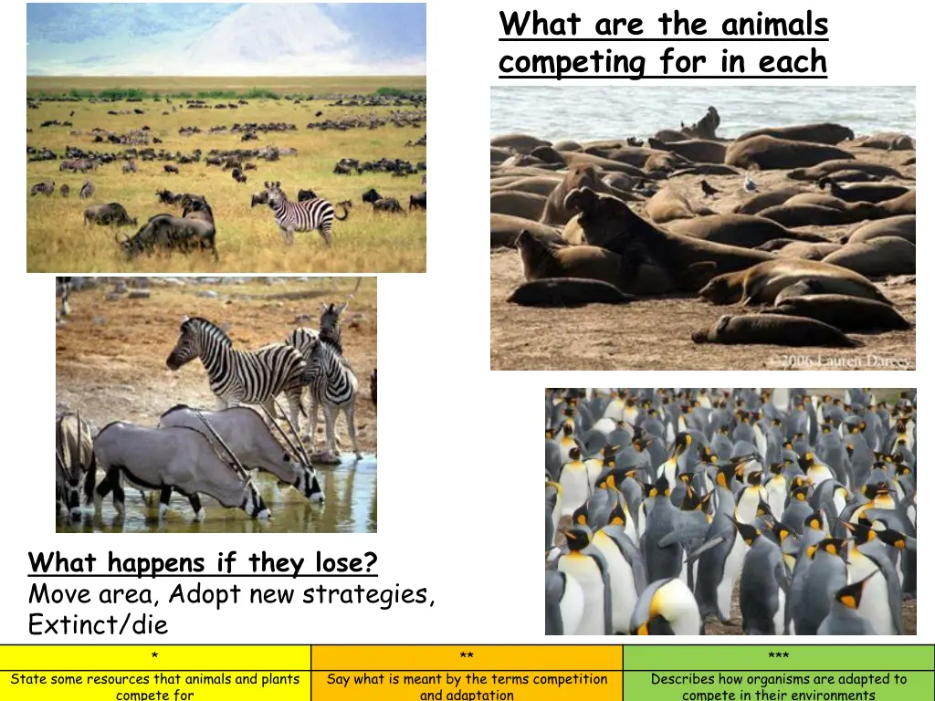 what are the animals competing for in each picture