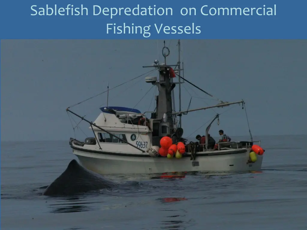 sablefish depredation on commercial fishing