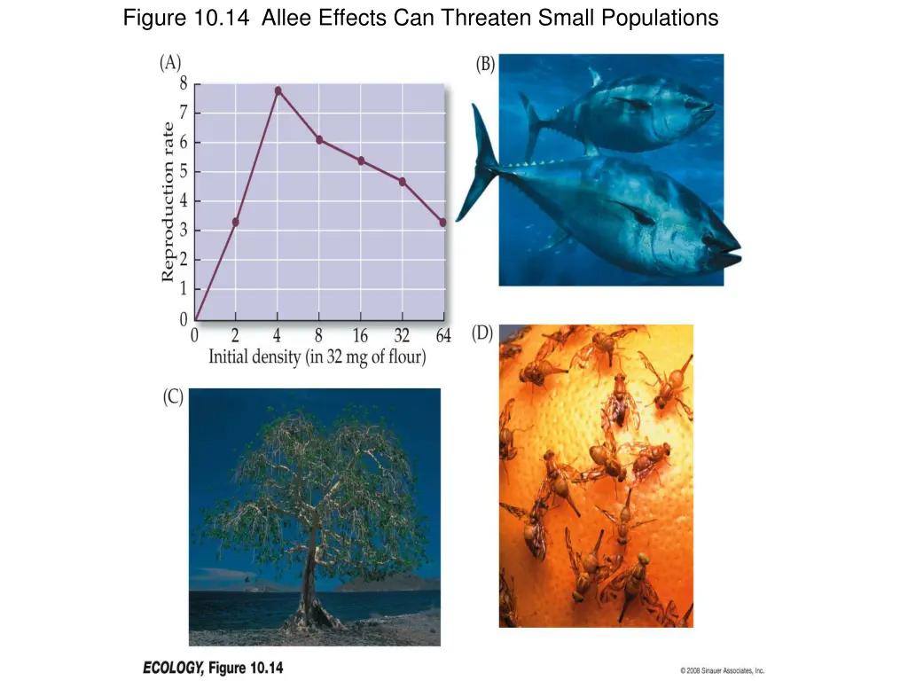 figure 10 14 allee effects can threaten small