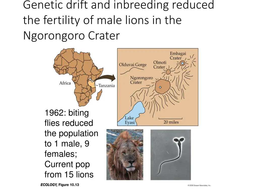 genetic drift and inbreeding reduced