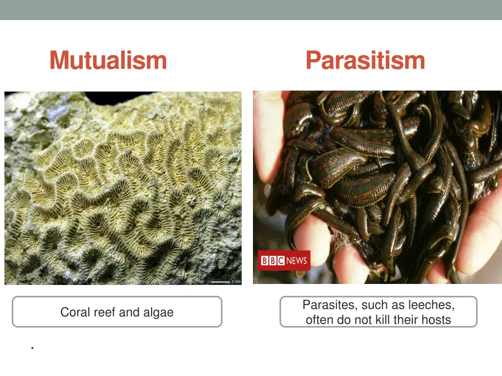 mutualism parasitism