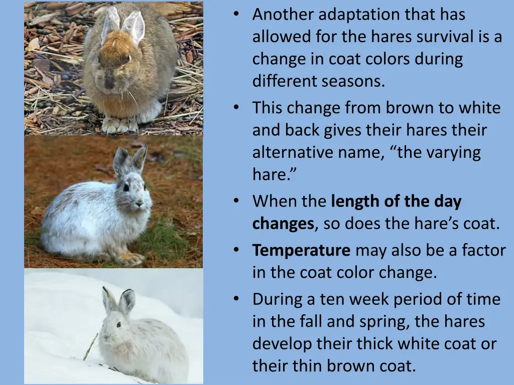 another adaptation that has allowed for the hares