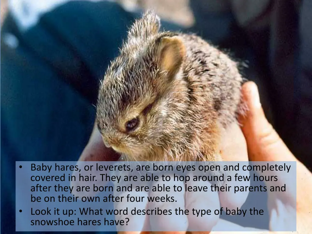 baby hares or leverets are born eyes open