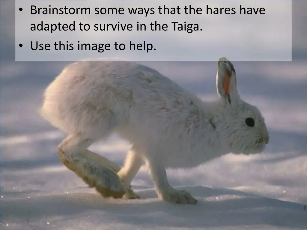 brainstorm some ways that the hares have adapted