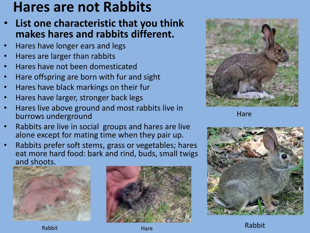 hares are not rabbits list one characteristic