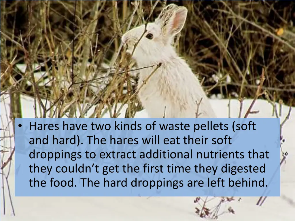 hares have two kinds of waste pellets soft