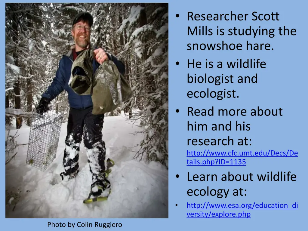 researcher scott mills is studying the snowshoe