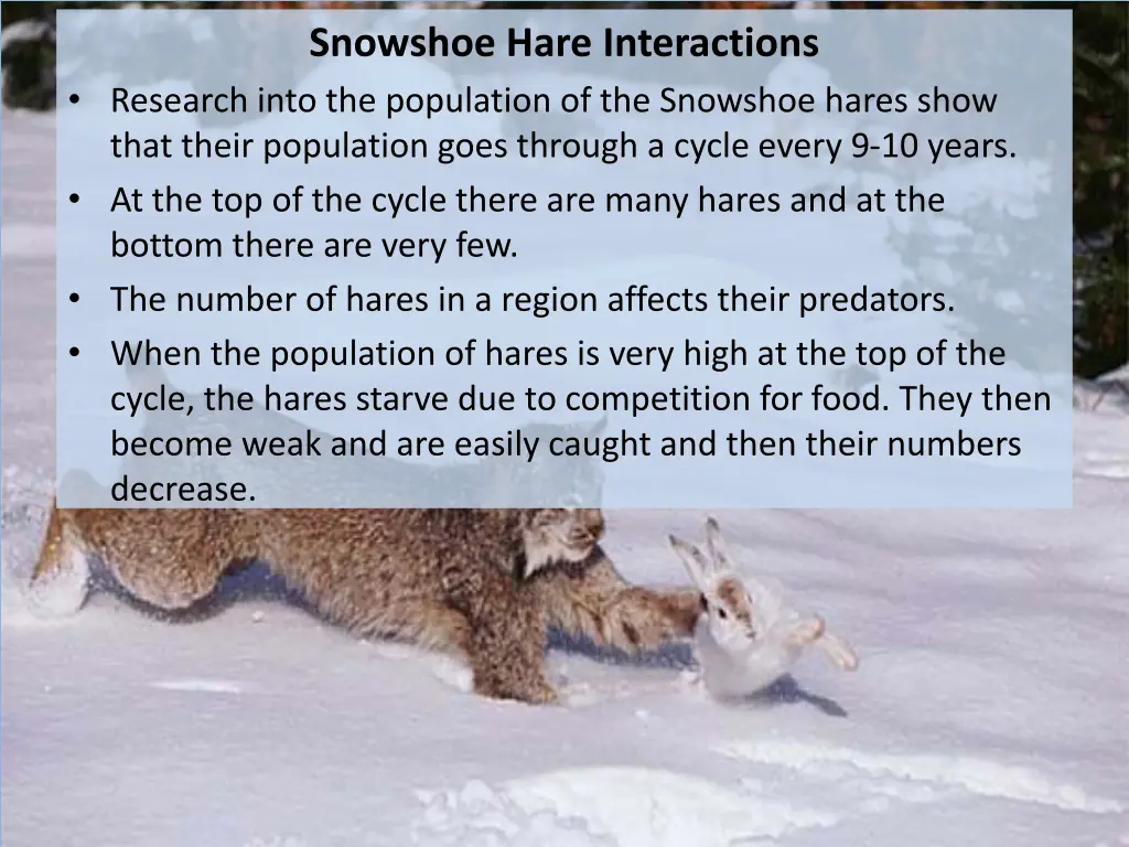 snowshoe hare interactions research into