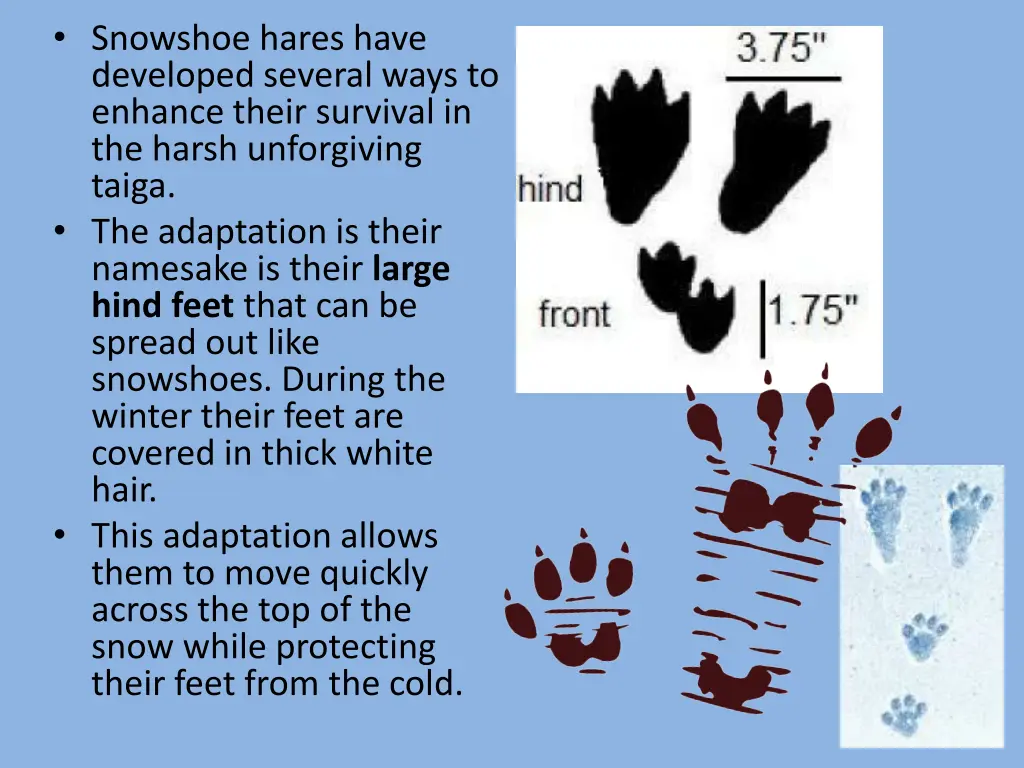 snowshoe hares have developed several ways