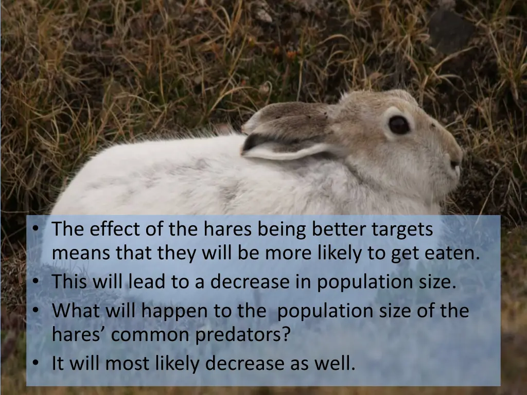 the effect of the hares being better targets