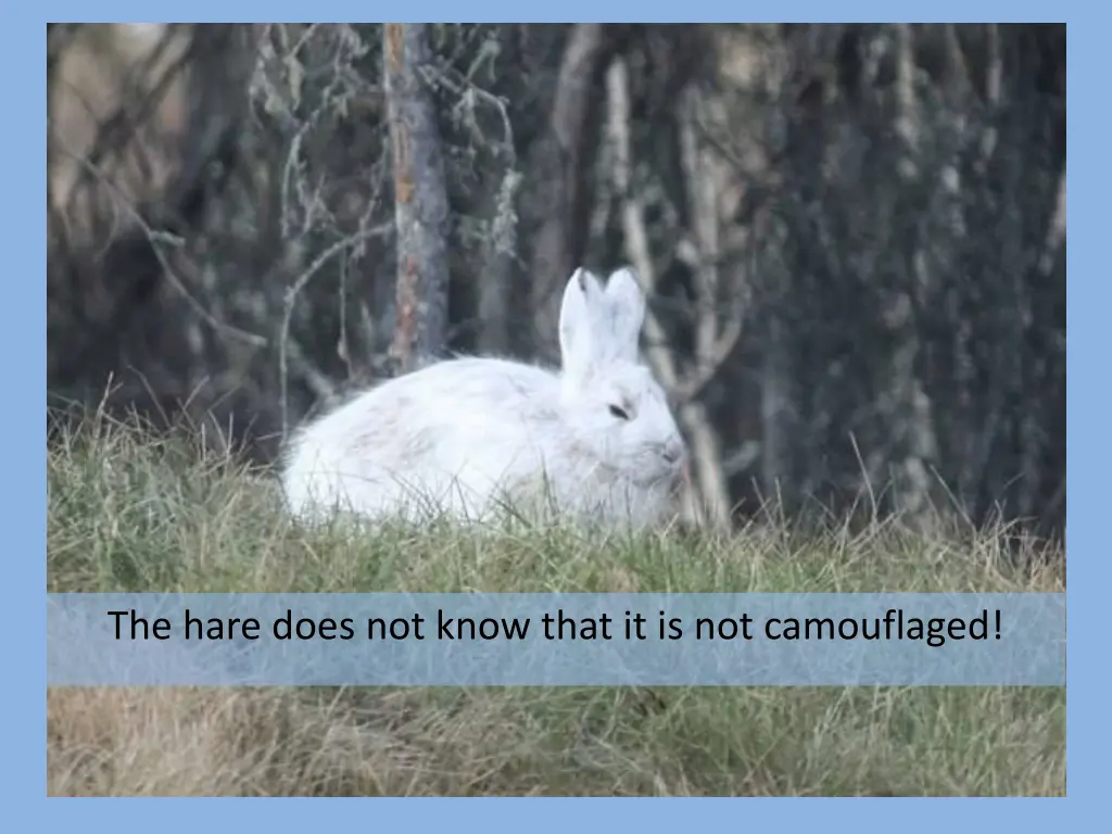 the hare does not know that it is not camouflaged