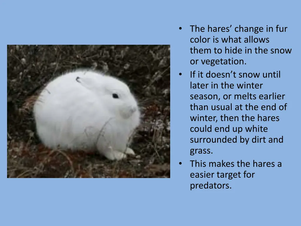 the hares change in fur color is what allows them