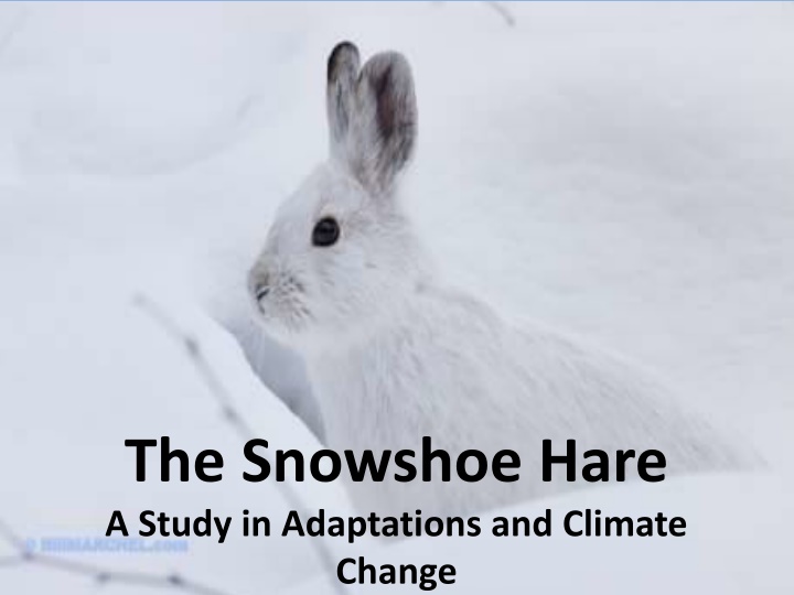 the snowshoe hare a study in adaptations