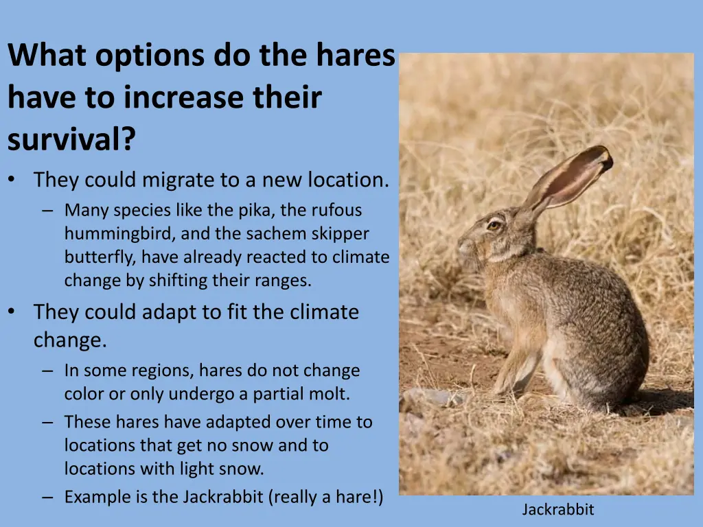 what options do the hares have to increase their