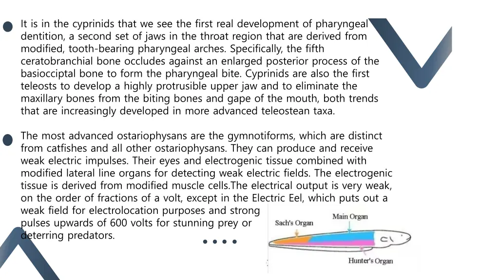 it is in the cyprinids that we see the first real