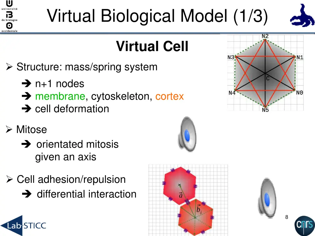 virtual biological model 1 3