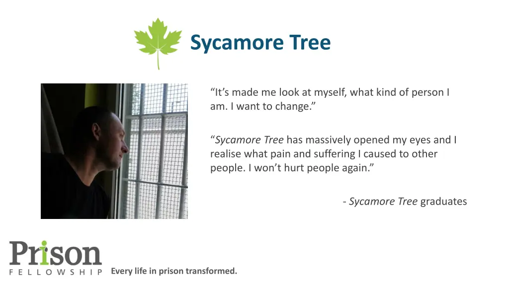 sycamore tree 1