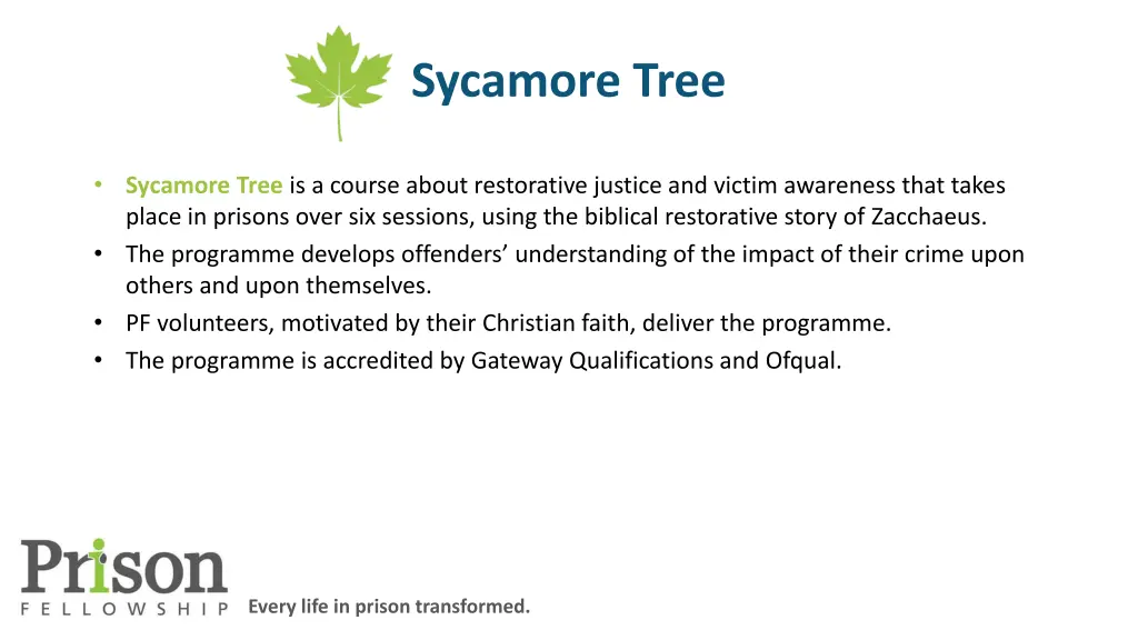 sycamore tree