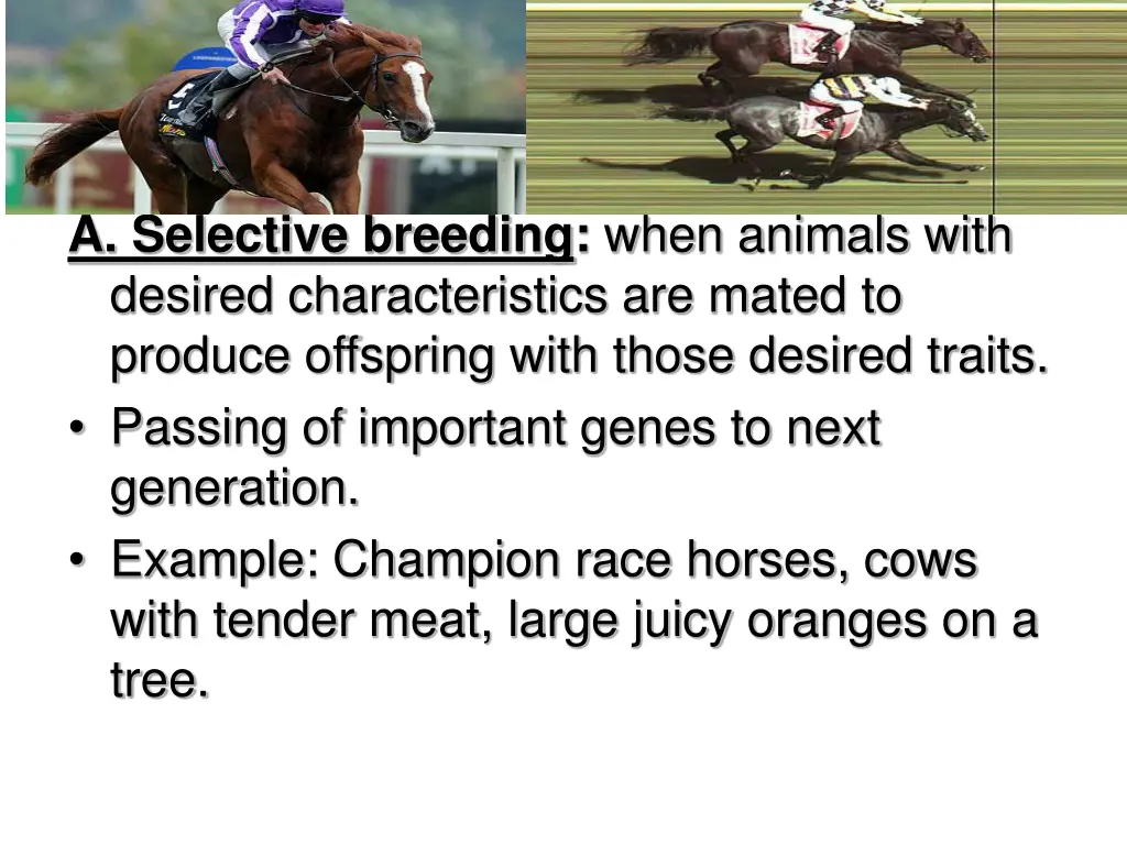 a selective breeding when animals with desired