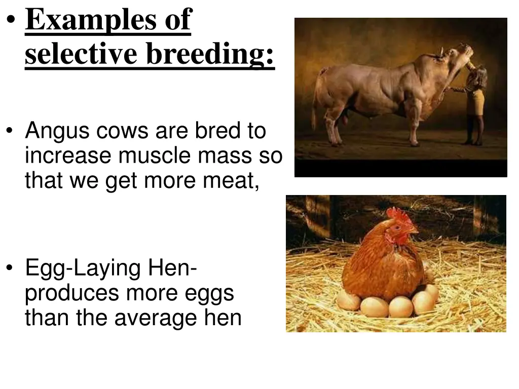 examples of selective breeding