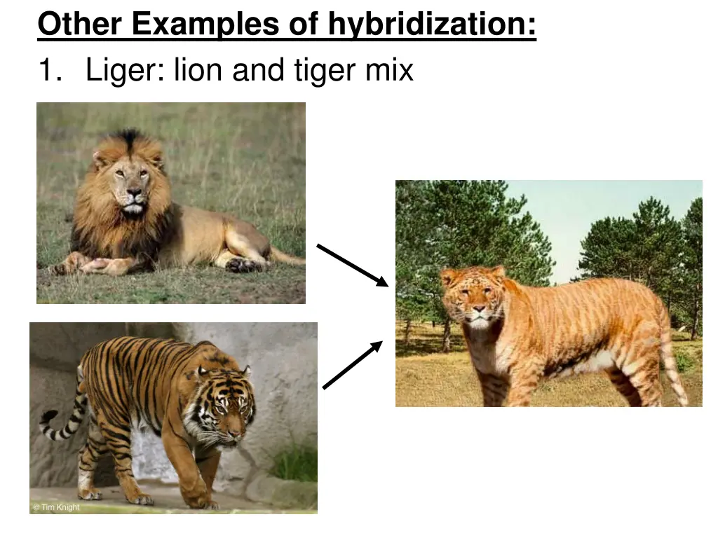 other examples of hybridization 1 liger lion