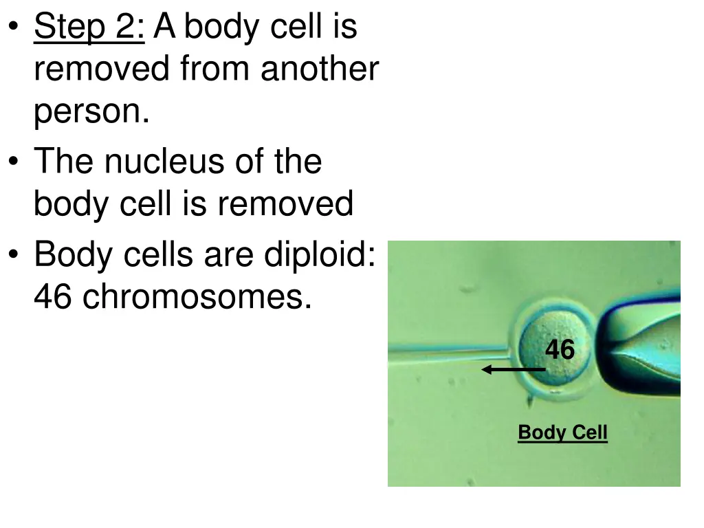 step 2 a body cell is removed from another person