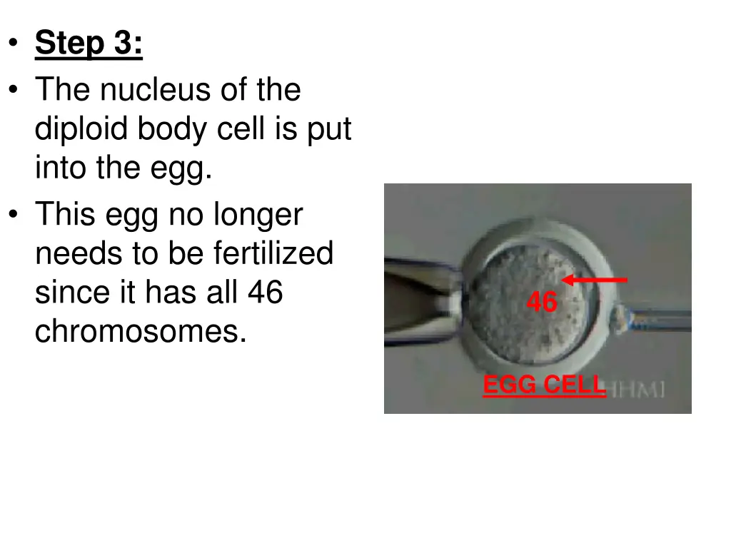 step 3 the nucleus of the diploid body cell