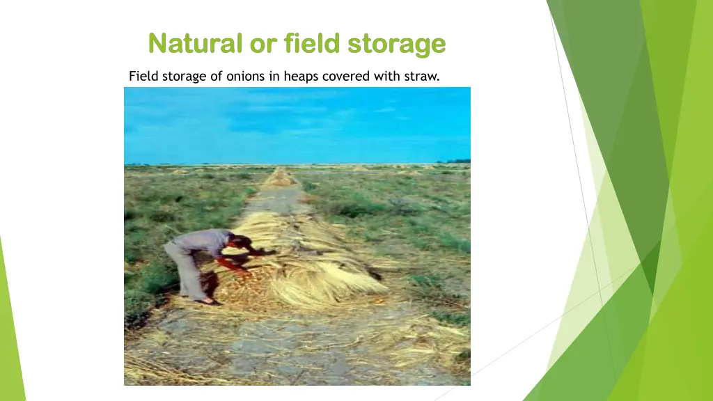 field storage of onions in heaps covered with