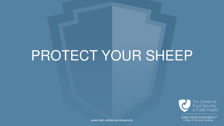 protect your sheep