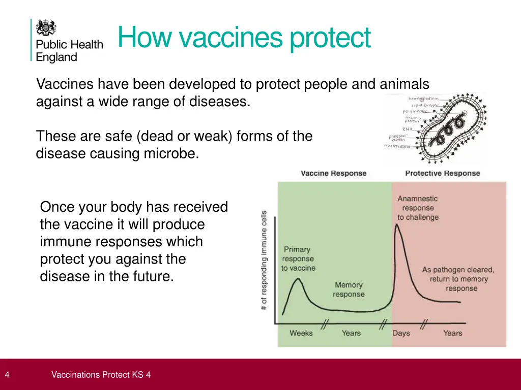 how vaccines protect