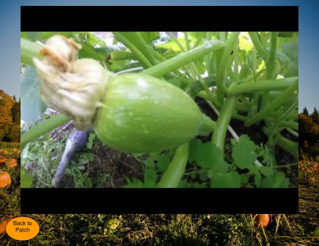 full pumpkin growth time lapse from the seed