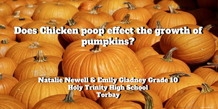 does chicken poop effect the growth of pumpkins