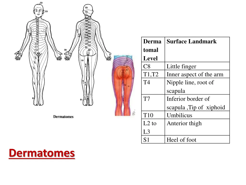 derma tomal level c8 t1 t2 t4