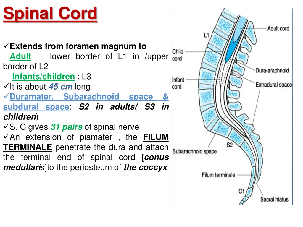 spinal cord