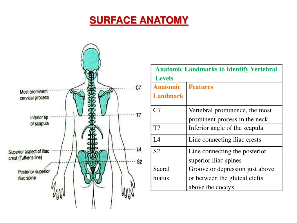 surface anatomy