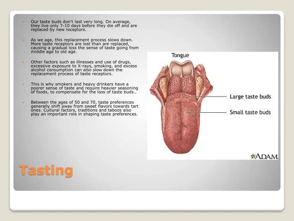 our taste buds don t last very long on average