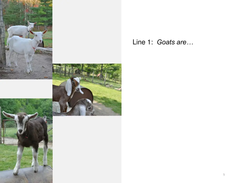 line 1 goats are